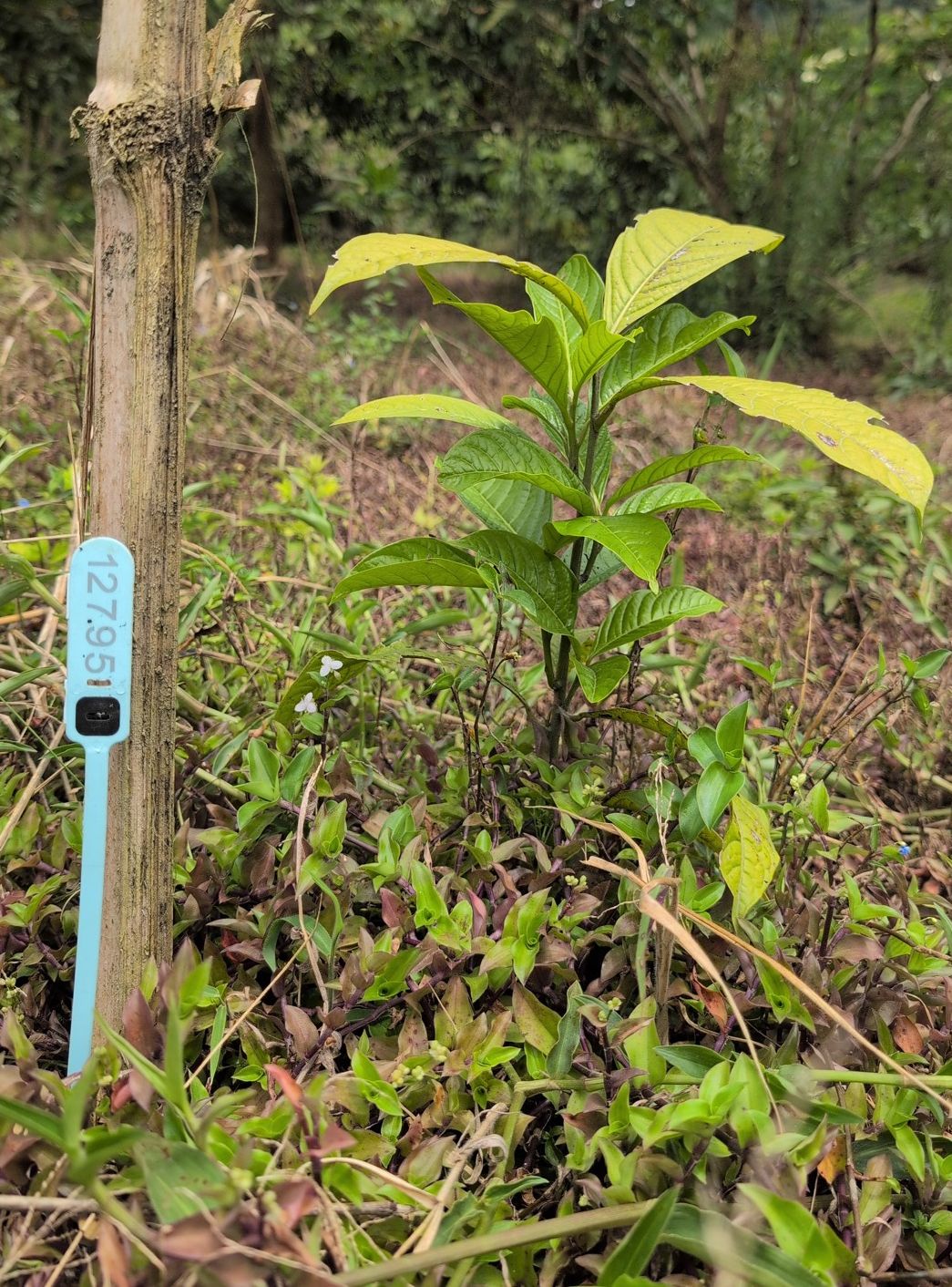 Tree #12795 — Canelo — Quijos Valley, Ecuador